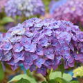 Hortensie Endless Summer� 'SummerLove' lila