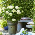 Hortensie Endless Summer� 'The Bride'