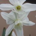 Engelstr�nen-Narzisse 'Thalia', Narcissus 'Thalia' 