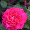 Rose Sophys Rose�