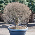 Enkianthus campanulatus, Busch, im 70cm Topf, H�he 120cm, Breite 80cm