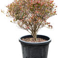 Enkianthus perulatus (80-90), Kugel, im 40cm Topf, H�he 85cm, Breite 65cm