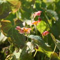 Epimedium x warleyense 'Orange K�nigin'