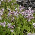 Epimedium grandiflorum 'Akebono'