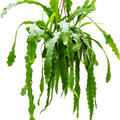 Epiphyllum 'Beavertail', Ranker, im 25cm Topf, H�he 50cm, Breite 35cm
