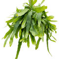 Epiphyllum pumilum, Ampel, im 21cm Topf, H�he 60cm, Breite 60cm