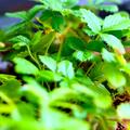 Erdbeere Alexandria 6er Tr�ger, Fragaria vesca