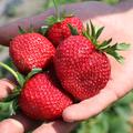 Erdbeere Frutium� Bonneure� - Fr�chte in der Hand