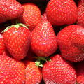 Erdbeere Malwina