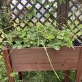 Erdbeere Parfum Fraisibelle�, Fragaria x vescana