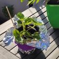 Erdbeere Parfum Fraisonette, kr�ftiges Pfl�nzchen