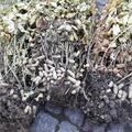 Erdnusspflanze (Not) Just Peanuts� Justpink� , Arachis hypogaea