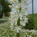 Eremurus himalaicus, Eremurus himalaicus