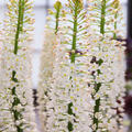 Eremurus himalaicus, Bl�tenkerzen, modif