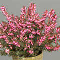 Winterbl�hende Heide 'Pink Harmony' (S)
