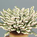 Winterbl�hende Heide 'Snow Surprise' (S)