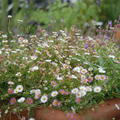 Erigeron karvinskianus 'Bl�tenmeer'