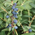 Erstbeere� Blue Velvet