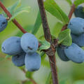 Erstbeere, Maibeere, Honigbeere, Blue Hokaido