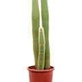 Espostoa (Vatricania) guentheri (70-110), im 27cm Topf, H�he 95cm, Breite 25cm