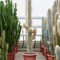 Espostoa lanata (130-160), Verzweigt, im 32cm Topf, H�he 145cm, Breite 50cm
