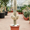 Espostoa lanata, Verzweigt, im 35cm Topf, H�he 110cm, Breite 30cm