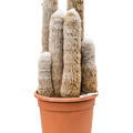 Espostoa melanostele, im 22cm Topf, H�he 65cm, Breite 25cm