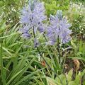 Essbare Pr�rielilie 'Indianerkartoffel', Camassia quamash
