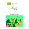 Gew�rztagetes (Yauhtli) (einj�hrig)