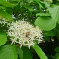 Etagen-Hartriegel, Cornus alternifolia 