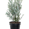 Eucalyptus gunnii 'Azura', Busch, im 23cm Topf, H�he 60cm, Breite 35cm