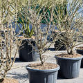 Euonymus alatus (120-140), Verzweigt, im 50cm Topf, H�he 130cm, Breite 70cm