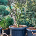 Euonymus alatus, Verzweigt, im 75cm Topf, H�he 170cm, Breite 110cm