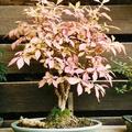 Korkfl�gelstrauch als Bonsai, Euonymus alatus