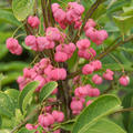 Euonymus europaeus, Pfaffenh�tchen, Hinrichs, XXL Pflanzen