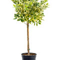 Euonymus jap. 'Albomarginatus', Stamm, im 21cm Topf, H�he 90cm, Breite 40cm