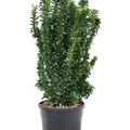 Euonymus jap. 'Benkomasaki', Busch, im 24cm Topf, H�he 75cm, Breite 30cm