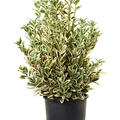 Euonymus jap. 'Bravo', Busch, im 24cm Topf, H�he 85cm, Breite 40cm