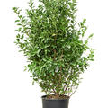 Euonymus japonicus, Busch, im 30cm Topf, H�he 140cm, Breite 65cm