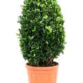 Euonymus japonicus 'Compactus', Busch, im 34cm Topf, H�he 110cm, Breite 60cm