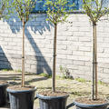 Euonymus phellomanus, Stamm, im 40cm Topf, H�he 160cm, Breite 60cm