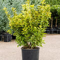 Euonymus pulchellus 'Aurea', Busch, im 30cm Topf, H�he 120cm, Breite 60cm