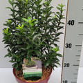 Japanischer Spindelstrauch 'Green Empire'�