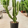 Euphorbia abyssinica, im 26cm Topf, H�he 120cm, Breite 15cm