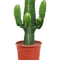 Euphorbia acrurensis (60-80), Verzweigt, im 21cm Topf, H�he 70cm, Breite 25cm