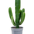 Euphorbia acrurensis, Verzweigt, im 24cm Topf, H�he 80cm, Breite 30cm