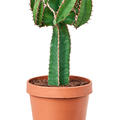 Euphorbia avasmontana, Verzweigt, im 24cm Topf, H�he 65cm, Breite 35cm