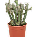 Euphorbia baioensis, Verzweigt, im 17cm Topf, H�he 45cm, Breite 30cm