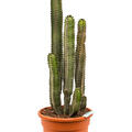 Euphorbia canariensis, Tuff, im 28cm Topf, H�he 95cm, Breite 40cm