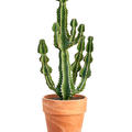 Euphorbia cooperi 'Blue', Verzweigt, im 30cm Topf, H�he 120cm, Breite 40cm